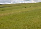 Steppekiekendief (Circus macrourus) - Onderweg van Gurvanbulag naar Ogii Nuur